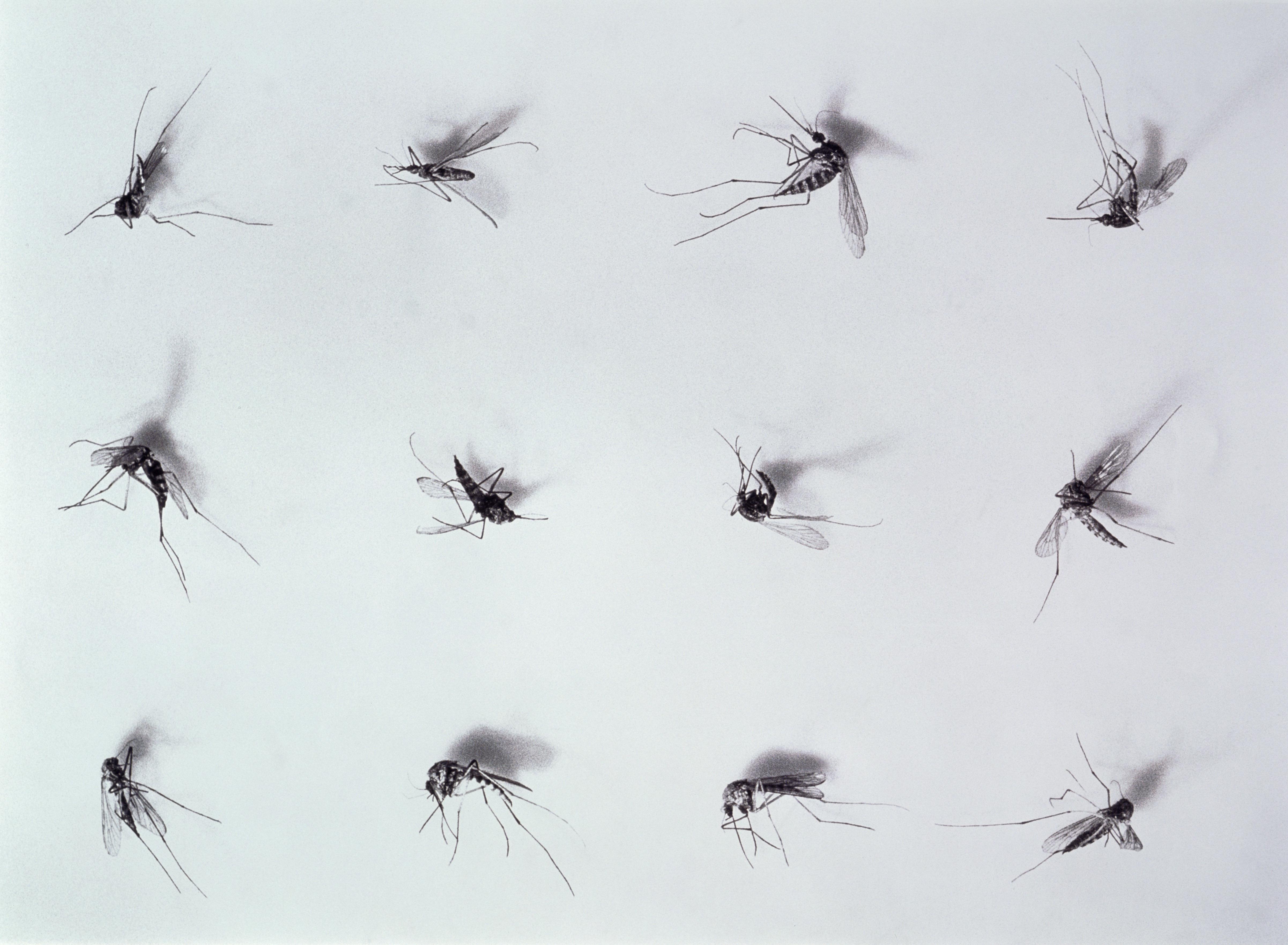 Dead mosquitoes (Culicidae) arranged in rows (B&W)