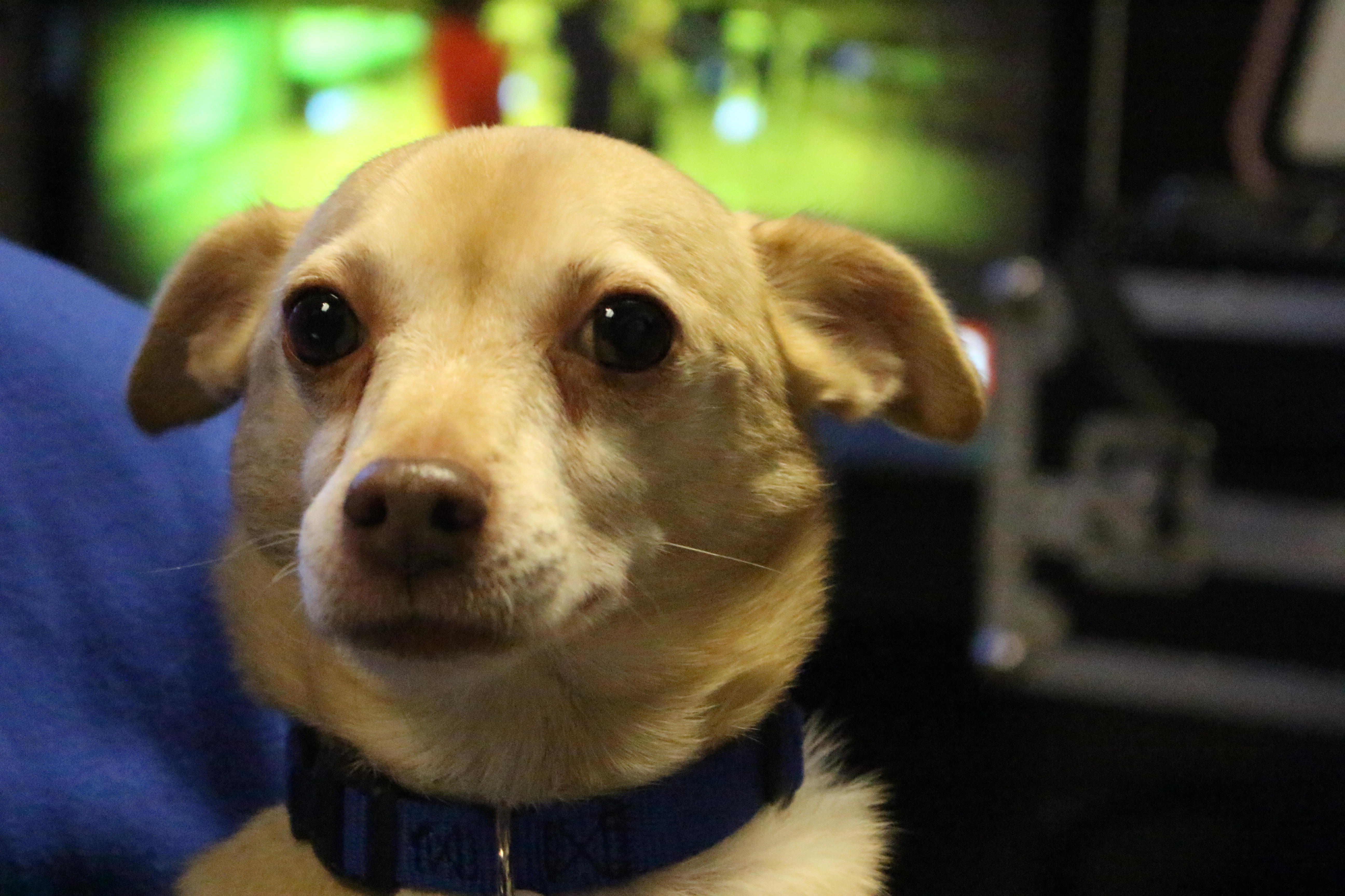 Buster's Dog House - Cheech