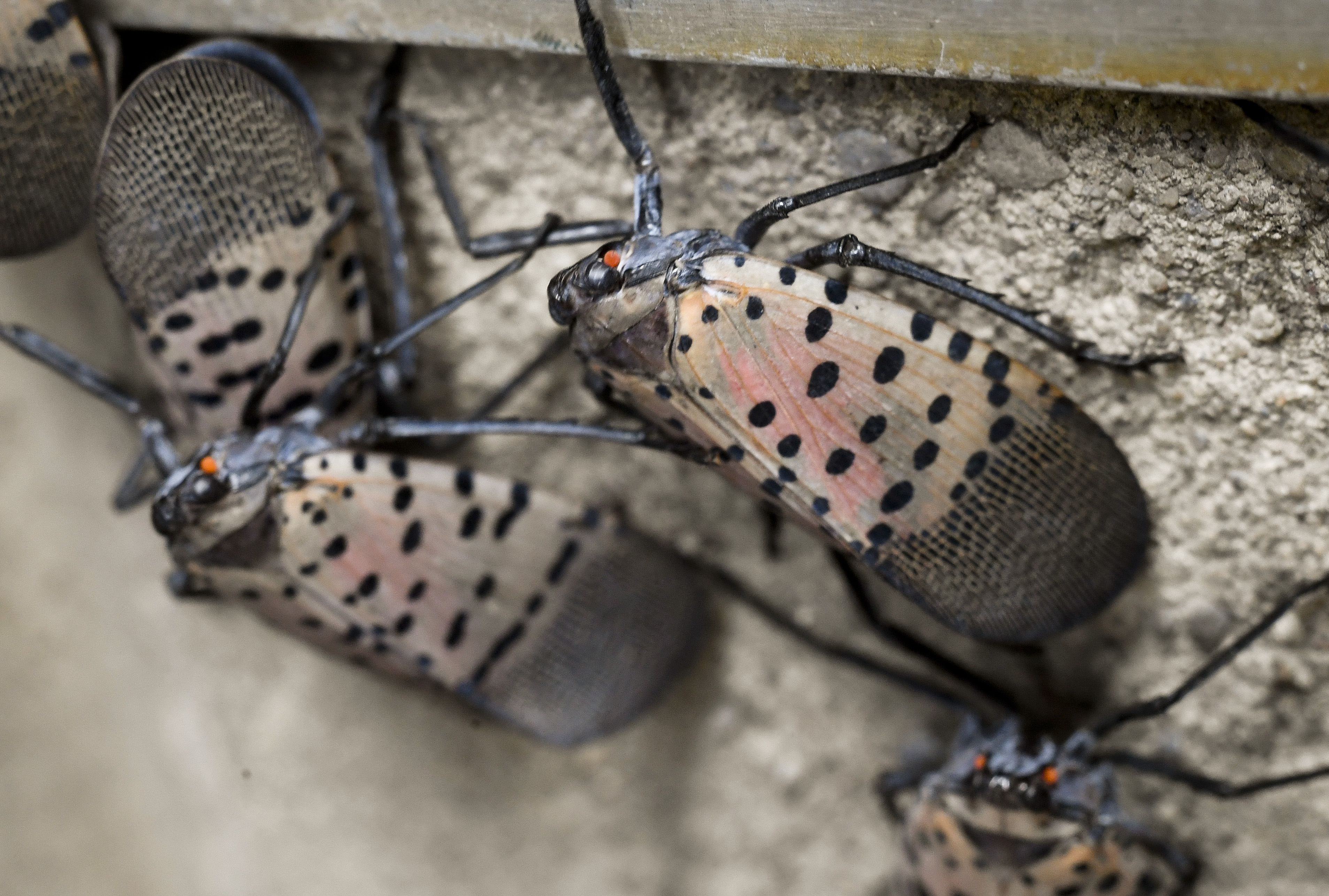 Philly Lanternfly infestation